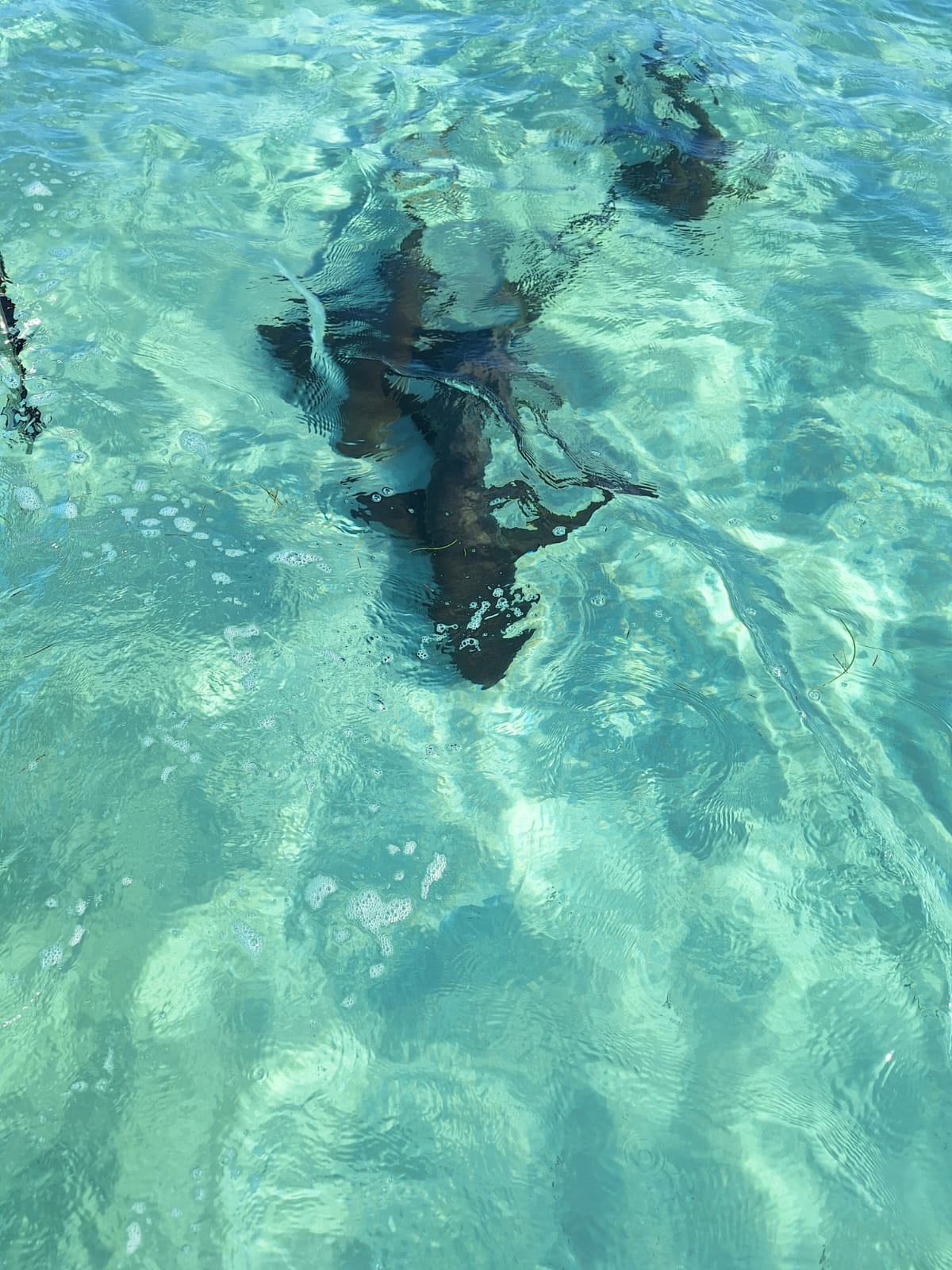 Pigeon Key Nurse Sharks